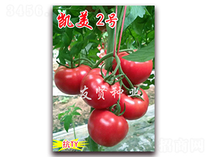 �P��2̖-��ɫ���ѷN��-���t�N�I(y��)