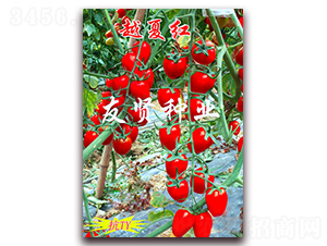 Խ�ļt-�tɫ����С���ѷN��-���t�N�I(y��)