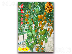 �Sɫ909-��TY��������С���ѷN��-���t�N�I(y��)