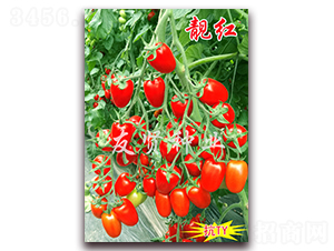 �n�t-��TY��������С���ѷN��-���t�N�I(y��)