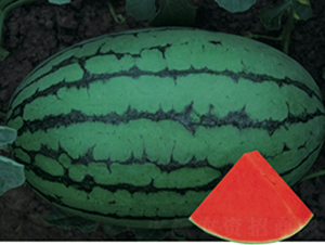 ������t��-���ϷN��-�Ƶ���