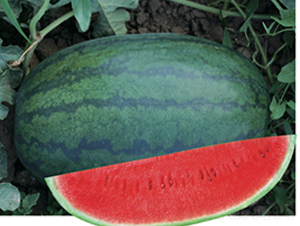 �S����̖-���ϷN��-�Ƶ���