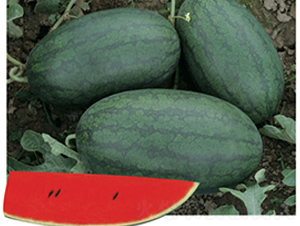 ������-���ϷN��-�Ƶ���