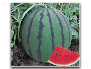 �����ǹ�-���ϷN��-�Ƶ���