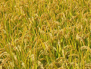 ƽ������8̖(h��o)-ƽ���N�I(y��)