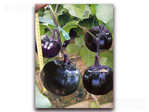 �A�s����-���ӷN��-�ѹ��N�I(y��)