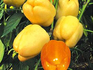 ����ِ-�ʽ��N��-ɣ�r(n��ng)�N�I(y��)