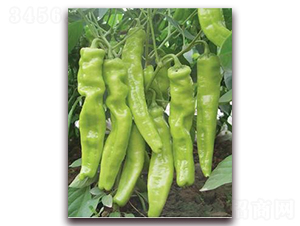 ����603-�⽷�N��-ɣ�r(n��ng)�N�I(y��)