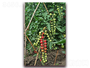 �۴�-���ѷN��-ɣ�r(n��ng)�N�I(y��)