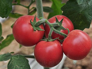 ��ë����-���ѷN��-ɣ�r(n��ng)�N�I(y��)