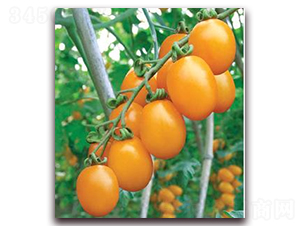 �Sõ��-���ѷN��-ɣ�r(n��ng)�N�I(y��)