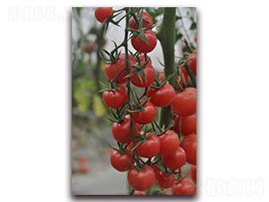 ����T2-��TY���ѷN��-ɣ�r(n��ng)�N�I(y��)