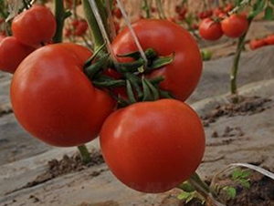 ɣ�r(n��ng)P33-��TY���ѷN��-ɣ�r(n��ng)�N�I(y��)