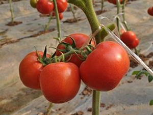 ɣ�r(n��ng)P184-��TY���ѷN��-ɣ�r(n��ng)�N�I(y��)