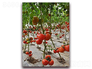 ɣ�rP377-��TY���ѷN��-ɣ�r�N�I(y��)