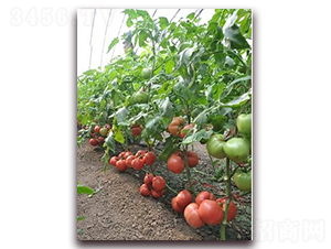 ɣ�r��24-��TY���ѷN��-ɣ�r�N�I(y��)