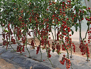 С������T2-��TY���ѷN��-ɣ�r(n��ng)�N�I(y��)