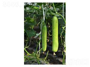 �����-�S�ϷN��-�߿ƷN�I(y��)