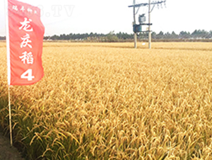 ���c��4̖-С���N��-���S�N�I(y��)