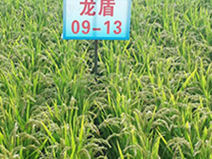 ����09-13-ˮ���N��-ɏ�R�r(n��ng)�I(y��)