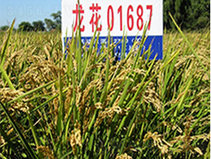 ����01687-ˮ���N��-ɏ�R�r(n��ng)�I(y��)