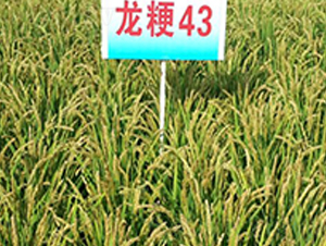 ����43-ˮ���N��-ɏ�R�r(n��ng)�I(y��)