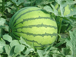 ���ɽ����-���ϷN��-���\(ch��ng)�N��