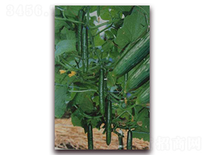 С���S��-�S�ϷN��-���\�N��