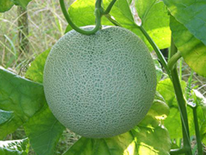 �����I�W(w��ng)�y���-��ϷN��-���\(ch��ng)�N��