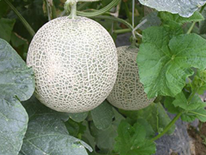 �����˾W(w��ng)�y���-��ϷN��-���\(ch��ng)�N��