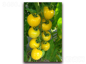 �S�����ͷ���-���ѷN��-���\(ch��ng)�N��