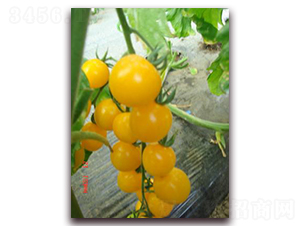 �S��С����-���ѷN��-���\(ch��ng)�N��