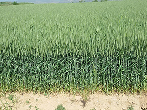 ���r(n��ng)189-¡�S�N�I(y��)