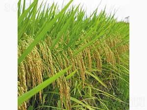 �ϵ�12̖(h��o)-�Rɽ�N�I(y��)