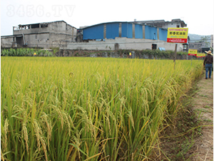 Ұ�マ(y��u)�ͽz-�G���N�I(y��)