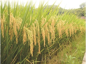 Ұ�マ(y��u)�z��-�G���N�I(y��)