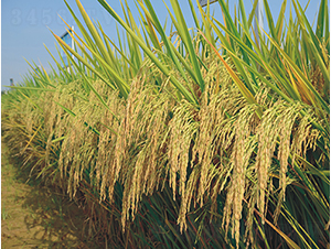 Ұ�マ(y��u)2̖(h��o)-�G���N�I(y��)