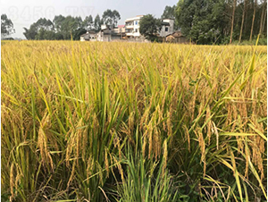 Ұ�マ(y��u)�tռ-�G���N�I(y��)