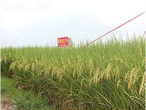 Ұ�マ(y��u)3̖(h��o)-�G���N�I(y��)