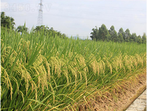 ���マ(y��u)�ͽz-�G���N�I(y��)