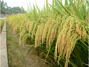 ��ռ��(y��u)1̖(h��o)-�G���N�I(y��)