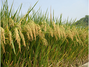 ���マ(y��u)���z-�G���N�I(y��)