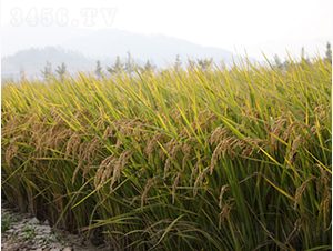 ��Ŵ��(y��u)1̖(h��o)-�G���N�I(y��)