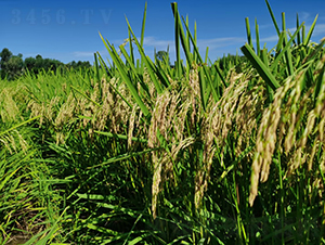 �G����(y��u)���ǽz��-�G���N�I(y��)