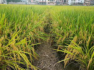 �߷僞(y��u)5̖-�G���N�I(y��)