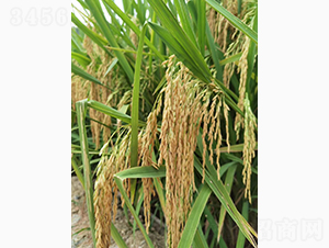 �߷僞(y��u)1̖(h��o)-�G���N�I(y��)