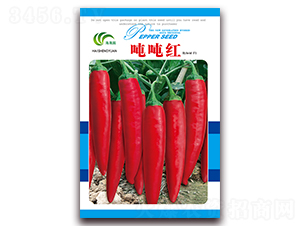 �����t-�t���N��-���Ɉ@