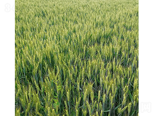 ¡ƽ899-�A��N�I(y��)