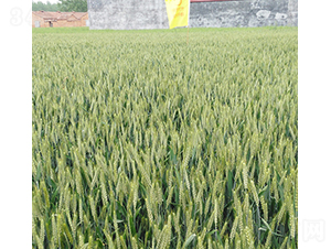 ¡ƽ��518-�A��N�I(y��)