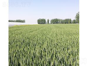 ����25-�A��N�I(y��)